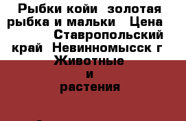 Рыбки койи  золотая рыбка и мальки › Цена ­ 1 000 - Ставропольский край, Невинномысск г. Животные и растения » Аквариумистика   
